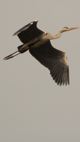 gray heron, flight, bird Wallpaper 640x1136