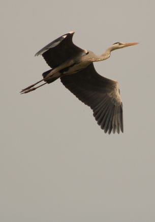 gray heron, flight, bird Wallpaper 1668x2388