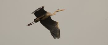 gray heron, flight, bird Wallpaper 3440x1440