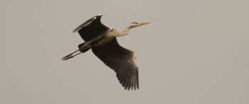 gray heron, flight, bird Wallpaper 2560x1080