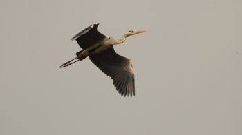 gray heron, flight, bird Wallpaper 2048x1152
