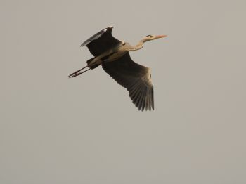 gray heron, flight, bird Wallpaper 800x600