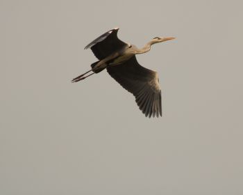 gray heron, flight, bird Wallpaper 1280x1024