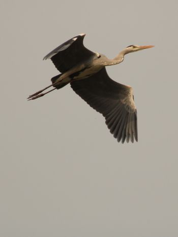 gray heron, flight, bird Wallpaper 1668x2224