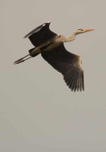gray heron, flight, bird Wallpaper 1668x2388