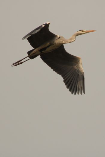 gray heron, flight, bird Wallpaper 640x960