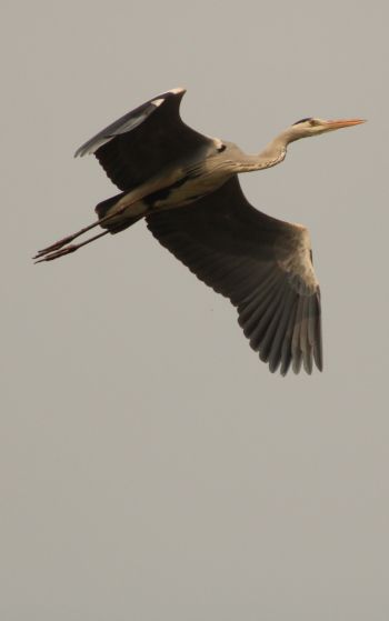 gray heron, flight, bird Wallpaper 1752x2800