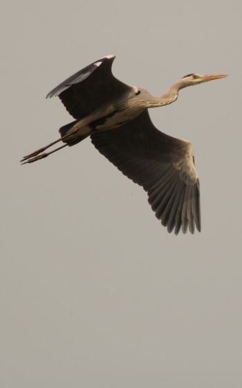 gray heron, flight, bird Wallpaper 1200x1920