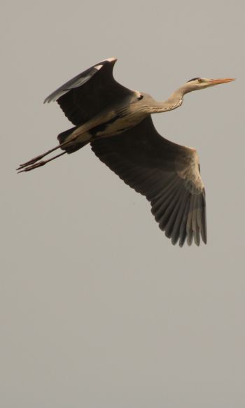 gray heron, flight, bird Wallpaper 1200x2000