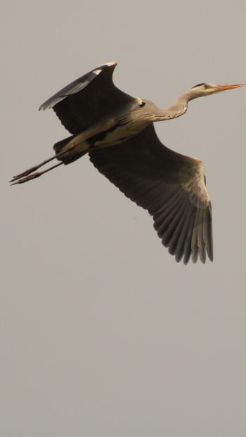 gray heron, flight, bird Wallpaper 640x1136