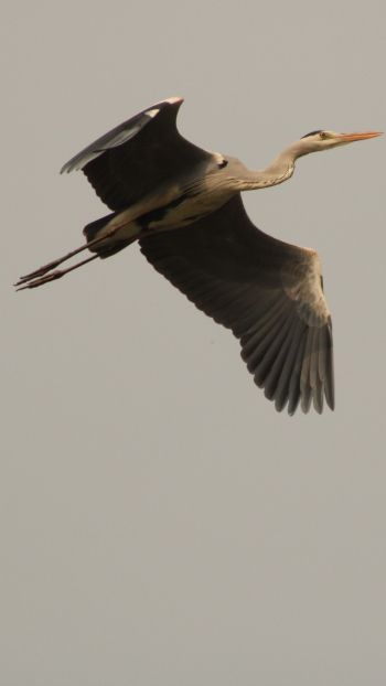 gray heron, flight, bird Wallpaper 750x1334