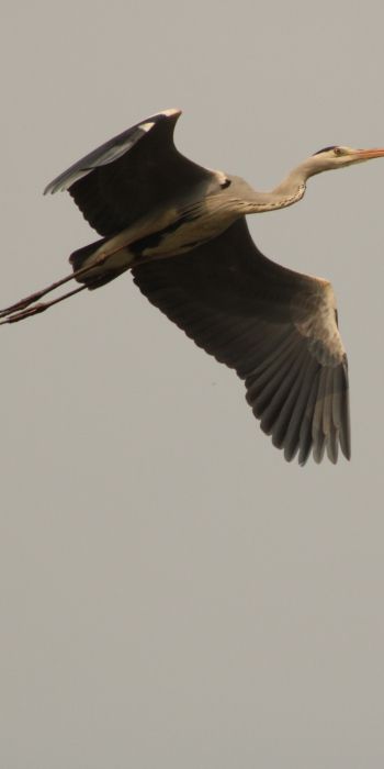 gray heron, flight, bird Wallpaper 720x1440