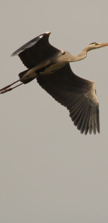 gray heron, flight, bird Wallpaper 1080x2220