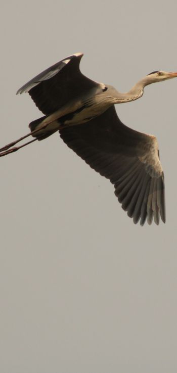 gray heron, flight, bird Wallpaper 1080x2280
