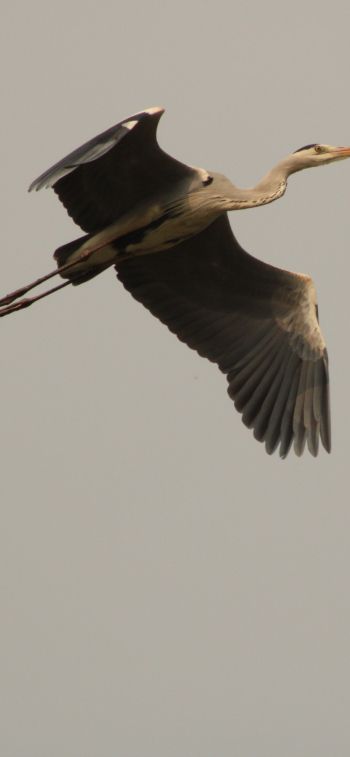 gray heron, flight, bird Wallpaper 1125x2436