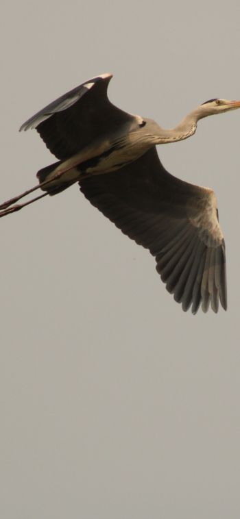 gray heron, flight, bird Wallpaper 1080x2340