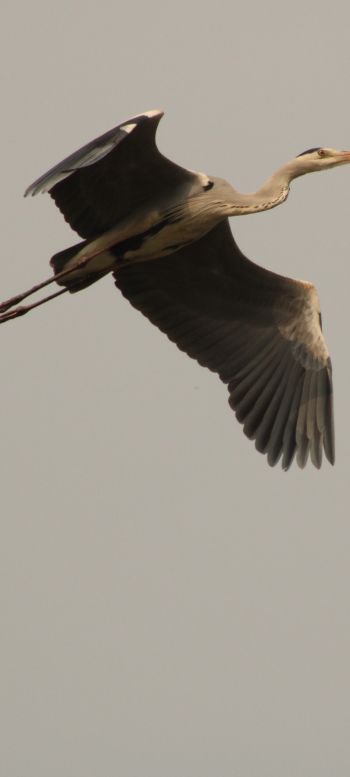 gray heron, flight, bird Wallpaper 1440x3200