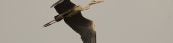 gray heron, flight, bird Wallpaper 1590x400