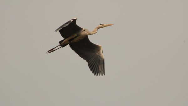 gray heron, flight, bird Wallpaper 2560x1440