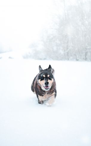 dog, winter, snow Wallpaper 1200x1920