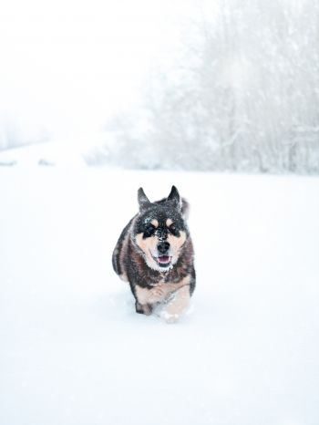 Обои 1620x2160 собака, зима, снег