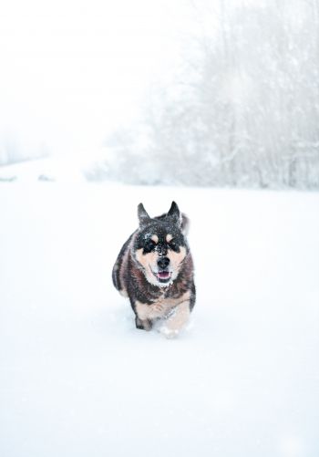 Обои 1668x2388 собака, зима, снег