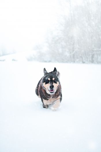 Обои 640x960 собака, зима, снег