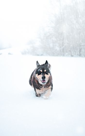 Обои 1752x2800 собака, зима, снег
