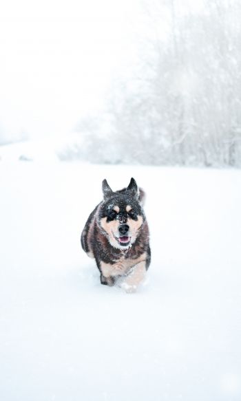 Обои 1200x2000 собака, зима, снег