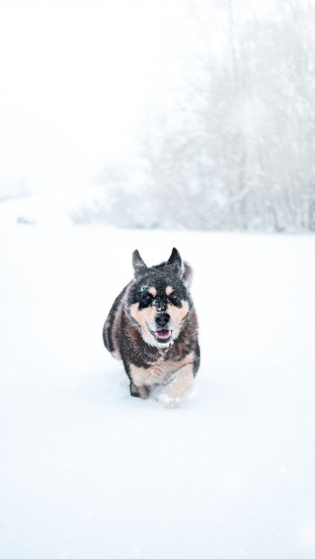 Обои 640x1136 собака, зима, снег
