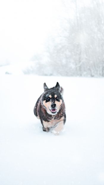 Обои 750x1334 собака, зима, снег