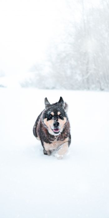 Обои 720x1440 собака, зима, снег