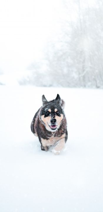 Обои 1080x2220 собака, зима, снег
