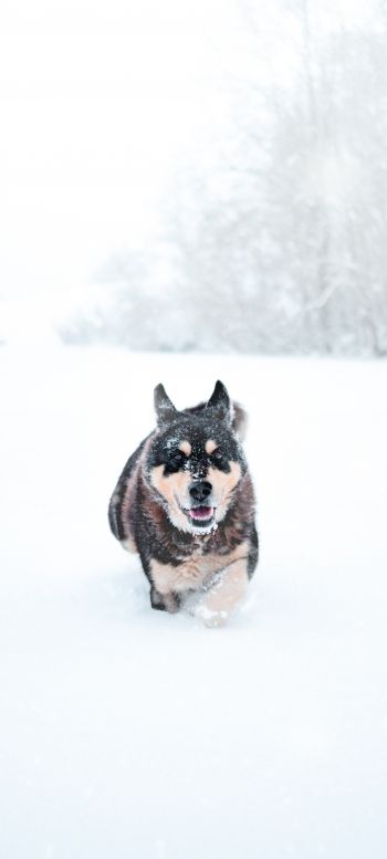 Обои 1080x2400 собака, зима, снег
