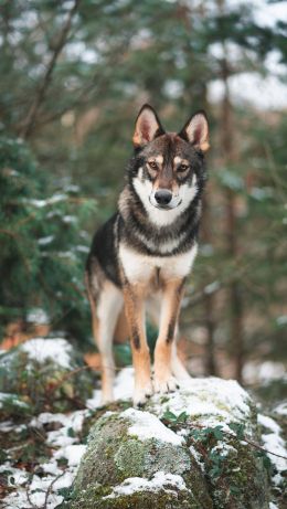 dog, green, forest Wallpaper 640x1136