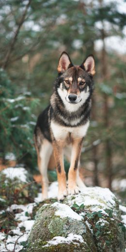 dog, green, forest Wallpaper 720x1440