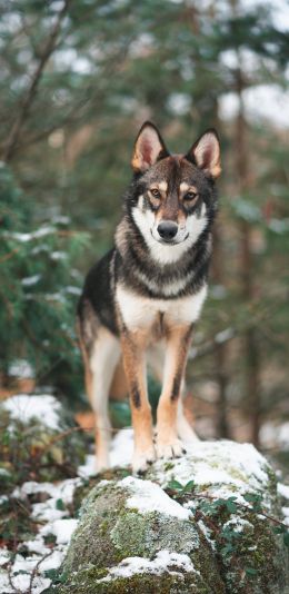 dog, green, forest Wallpaper 1080x2220