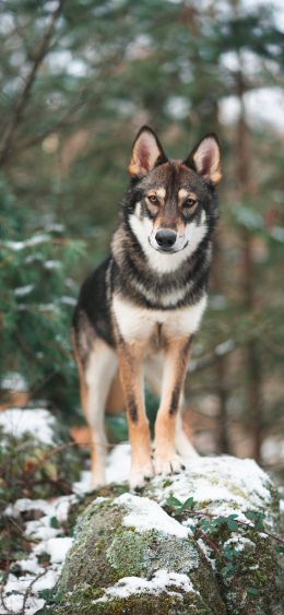 dog, green, forest Wallpaper 1080x2340