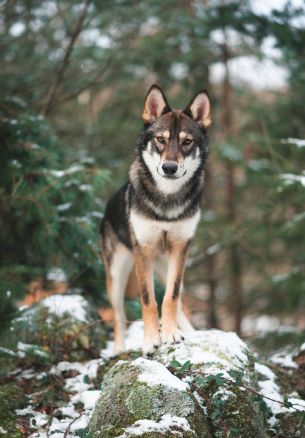 dog, green, forest Wallpaper 1640x2360