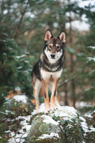 dog, green, forest Wallpaper 3315x4973