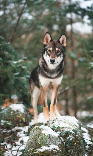 dog, green, forest Wallpaper 1200x2000