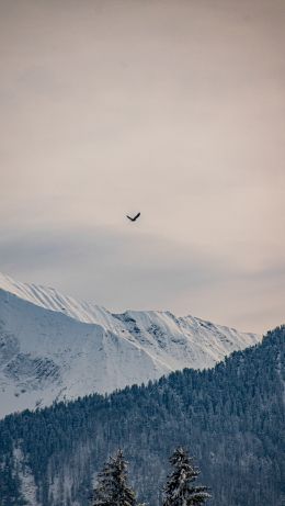 mountains, forest, sky Wallpaper 640x1136