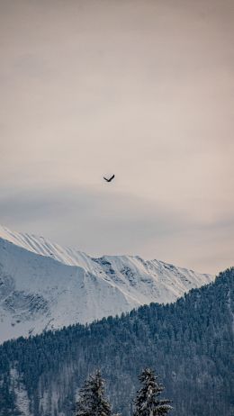 mountains, forest, sky Wallpaper 720x1280