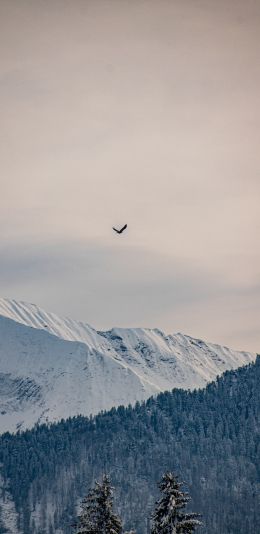 mountains, forest, sky Wallpaper 1080x2220