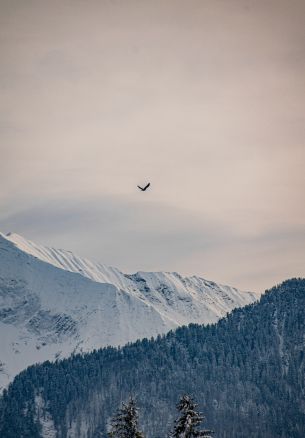 mountains, forest, sky Wallpaper 1640x2360