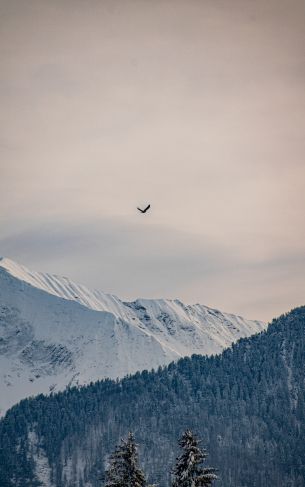 mountains, forest, sky Wallpaper 1752x2800