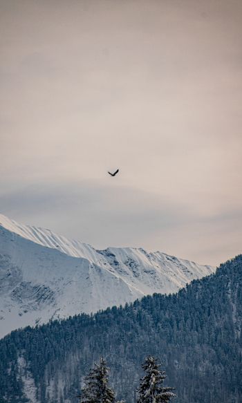 mountains, forest, sky Wallpaper 1200x2000