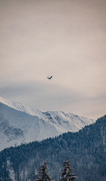 mountains, forest, sky Wallpaper 600x1024