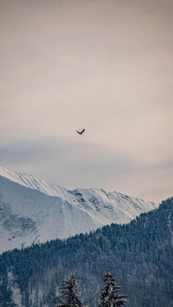 mountains, forest, sky Wallpaper 640x1136