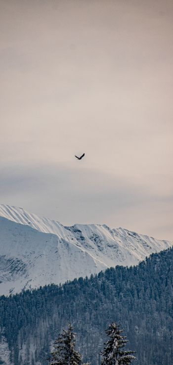 mountains, forest, sky Wallpaper 1080x2280